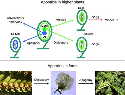 Proteogenomic Analysis Greatly Expands the Identification of Proteins Related to Reproduction in the Apogamous Fern Dryopteris affinis ssp. affinis